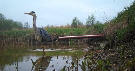 Fotopułapka HC900A - kamera leśna 36Mpx 44IR
