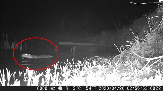 Fotopułapka HC900A - kamera leśna 36Mpx 44IR