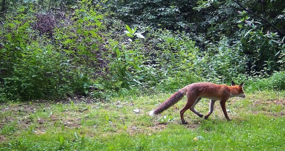 Fotopułapka HC900A - kamera leśna 36Mpx 44IR